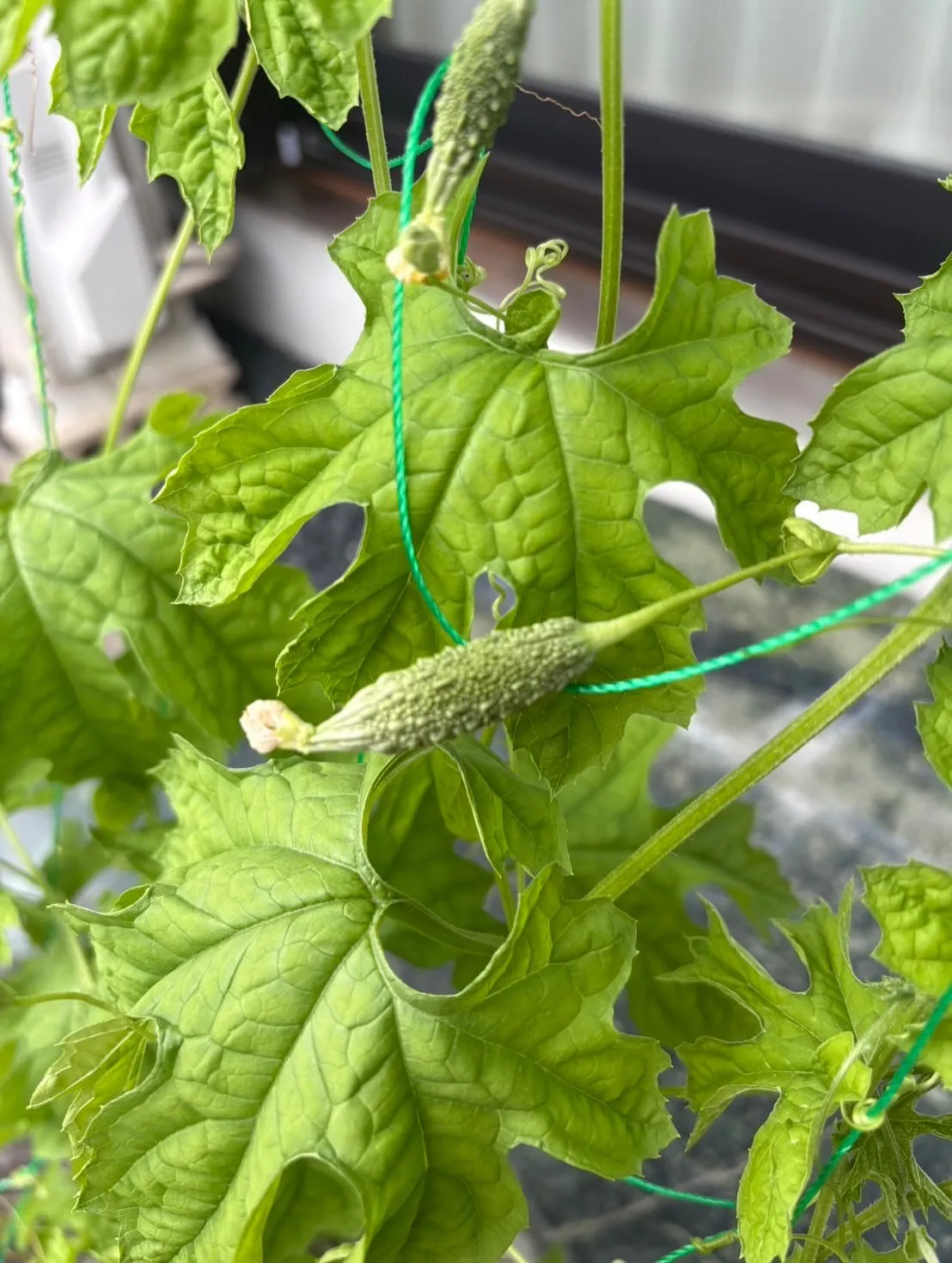 夏野菜•トマト、ゴーヤ、オクラが実っています😊
