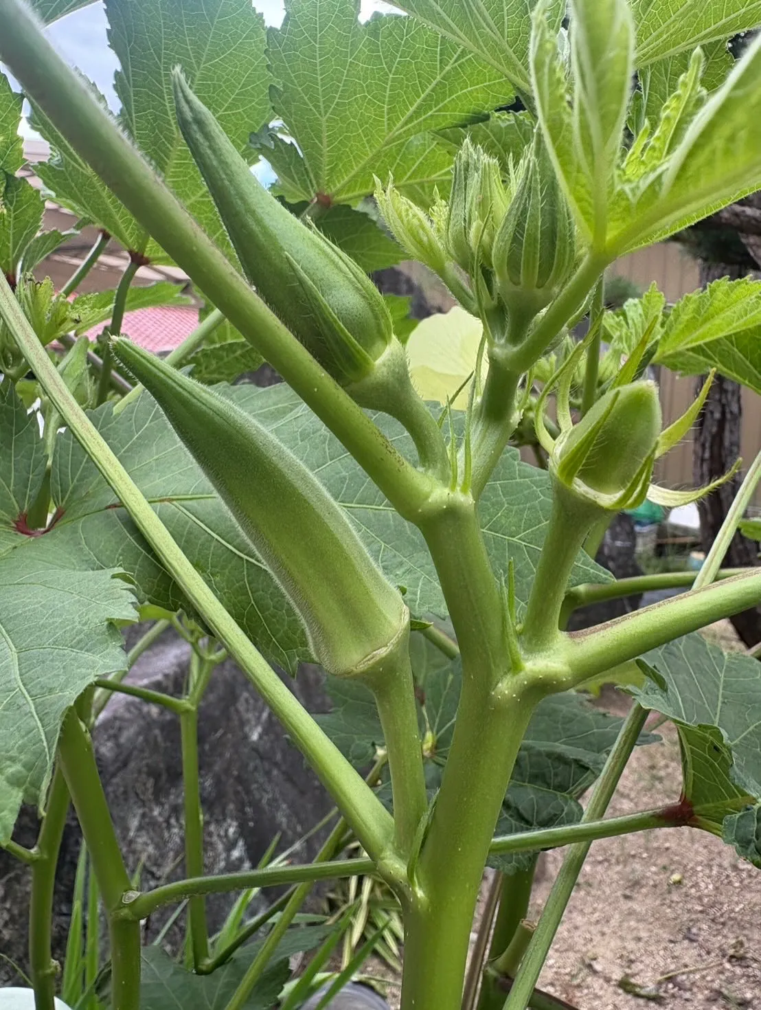 夏野菜•トマト、ゴーヤ、オクラが実っています😊