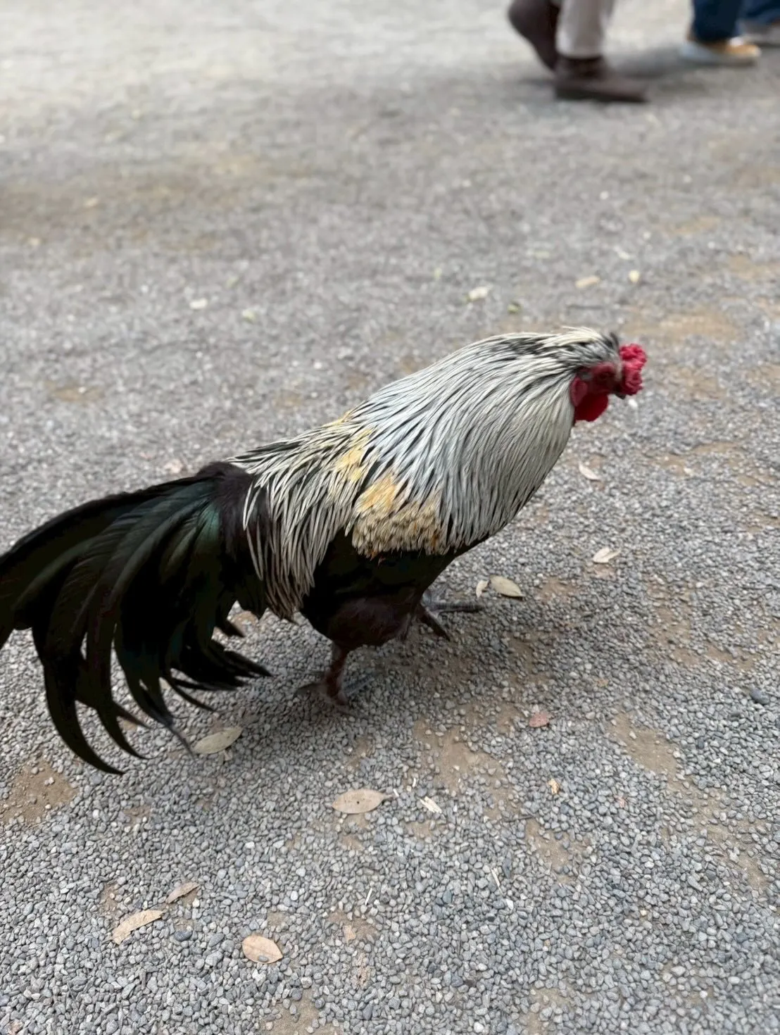 初詣に行ってきました⛩️